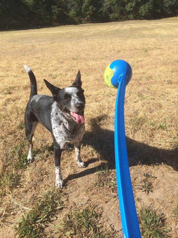 Visiting Parks with Your Dog The Official Bodega Bay Area site