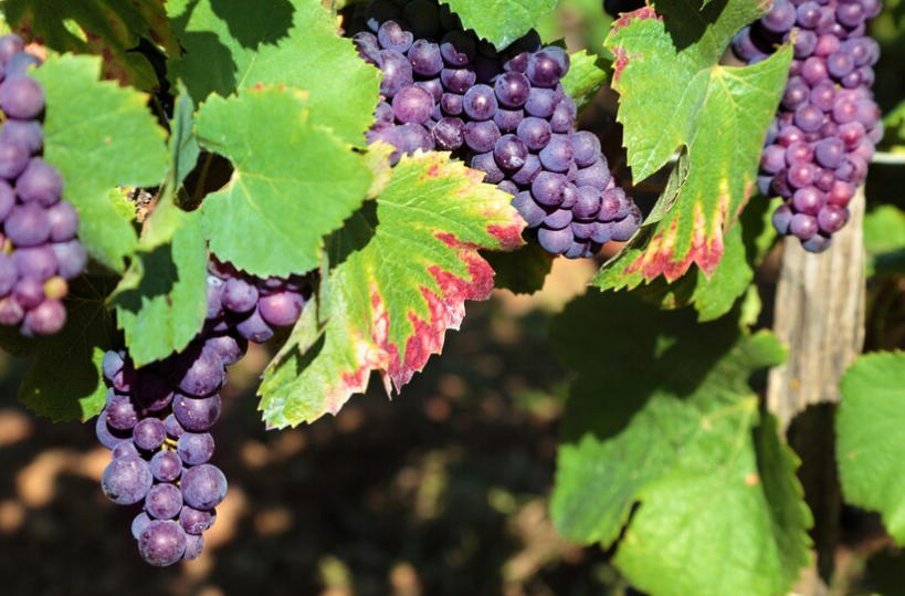 【Skins The Importance of Grape Skin in Wine Production】 Bodegas de