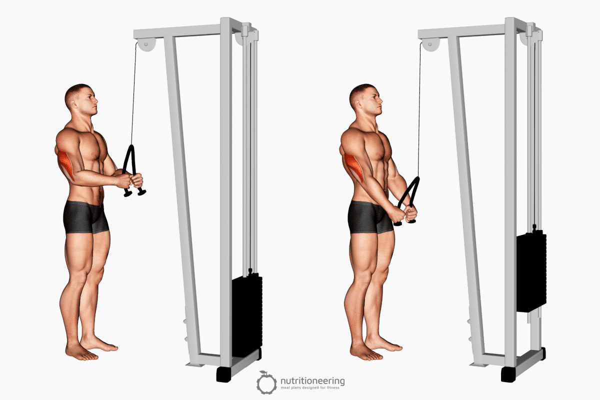 Bicep And Tricep Workout Cable Machine EOUA Blog