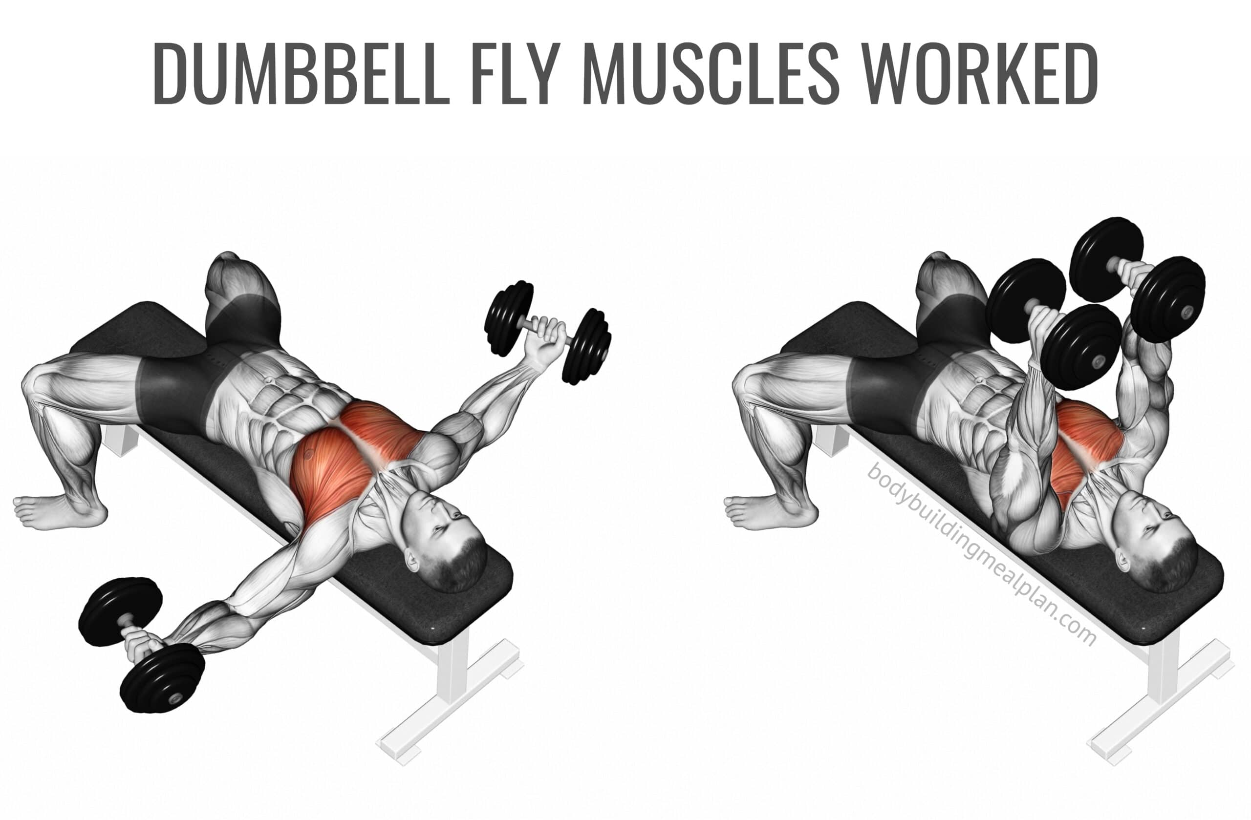What Muscles Are Used In Dumbbell Chest Fly RECCAU