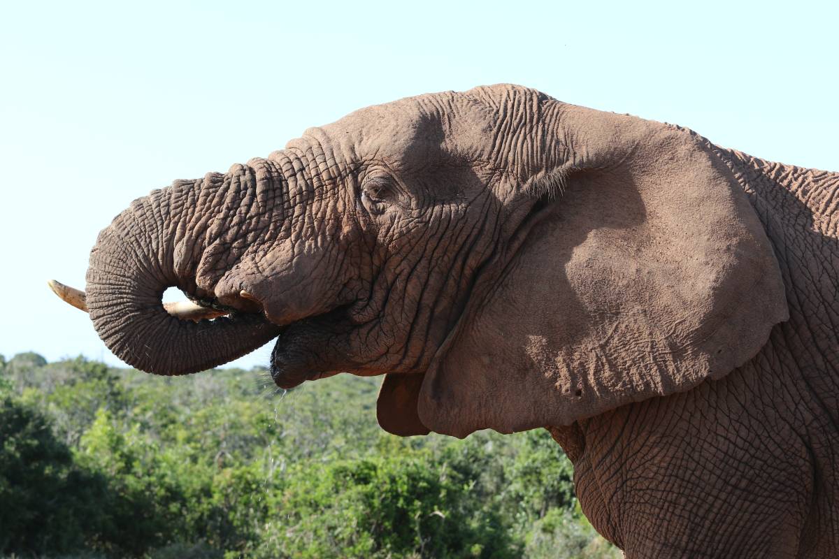Afrikanischer Elefant / Savannah Elephant, Bush Elephant