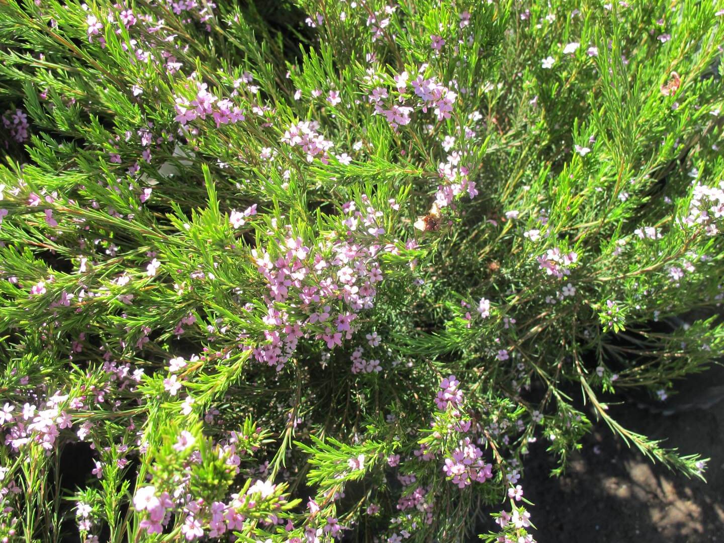 Breath Of Heaven Diosma Flower Zone Best Flower Wallpaper