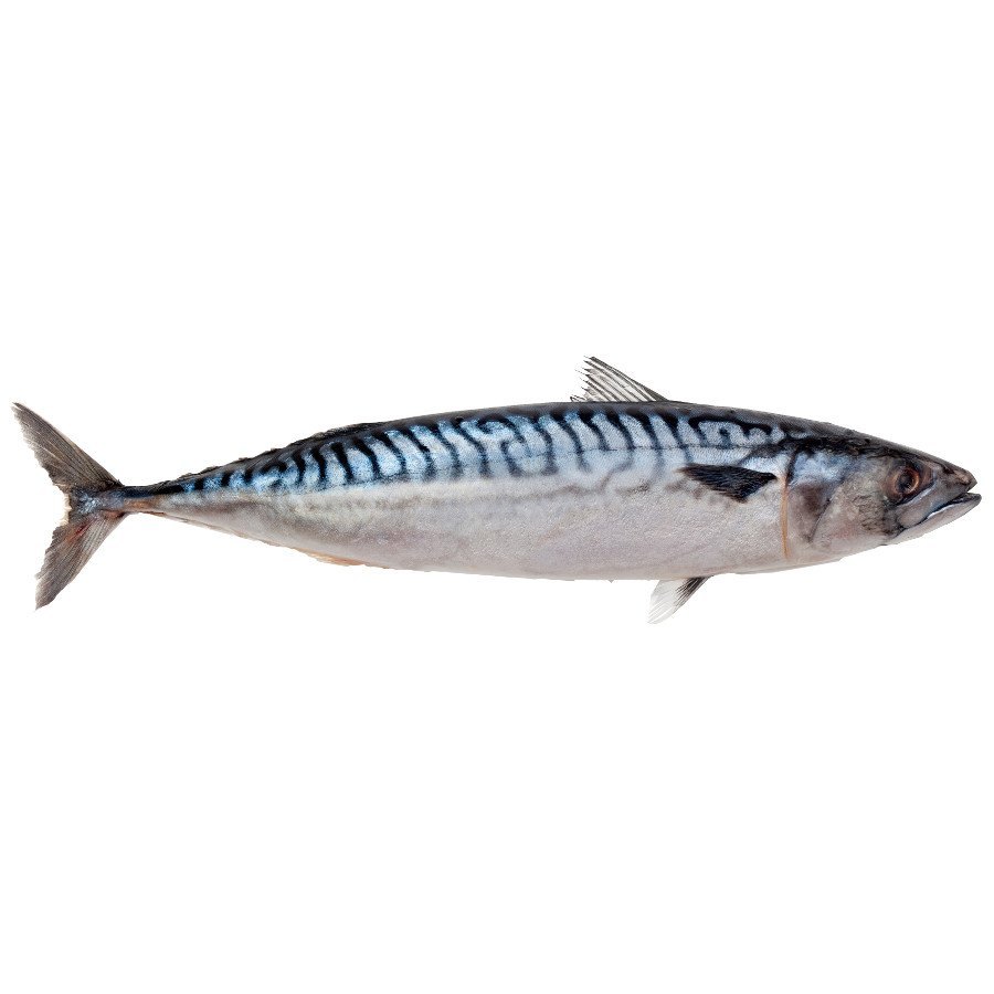 Mackerel Fish Images