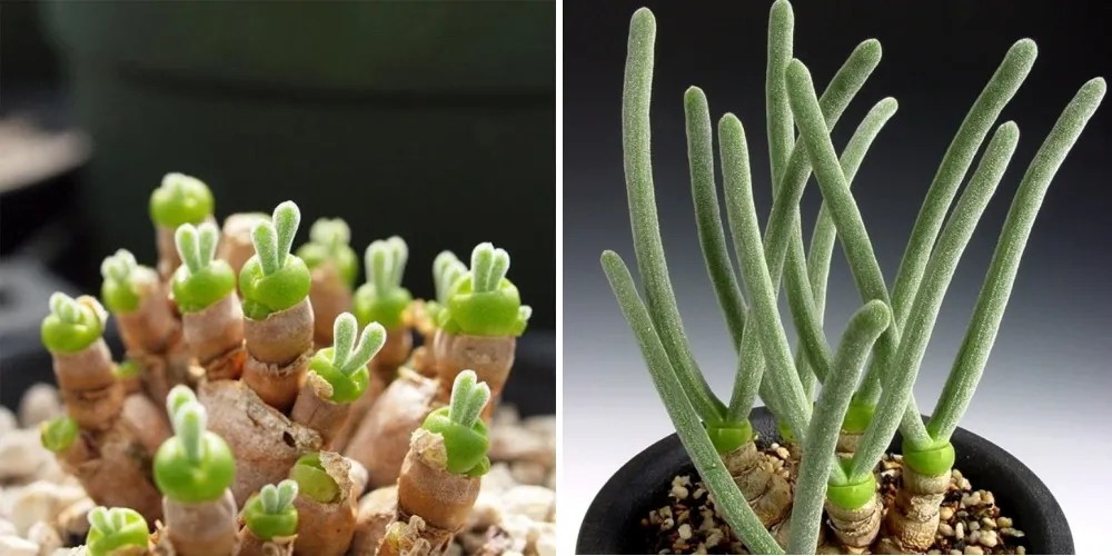 Bunny Rabbit Succulents Exist And They're Not Just For Easter