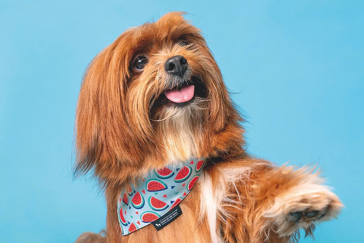 Pet Clothing Industry Size Unveiling the Dimensions of a Growing