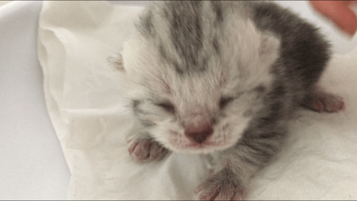 Cat Leaking After Birth at Bertha Peters blog