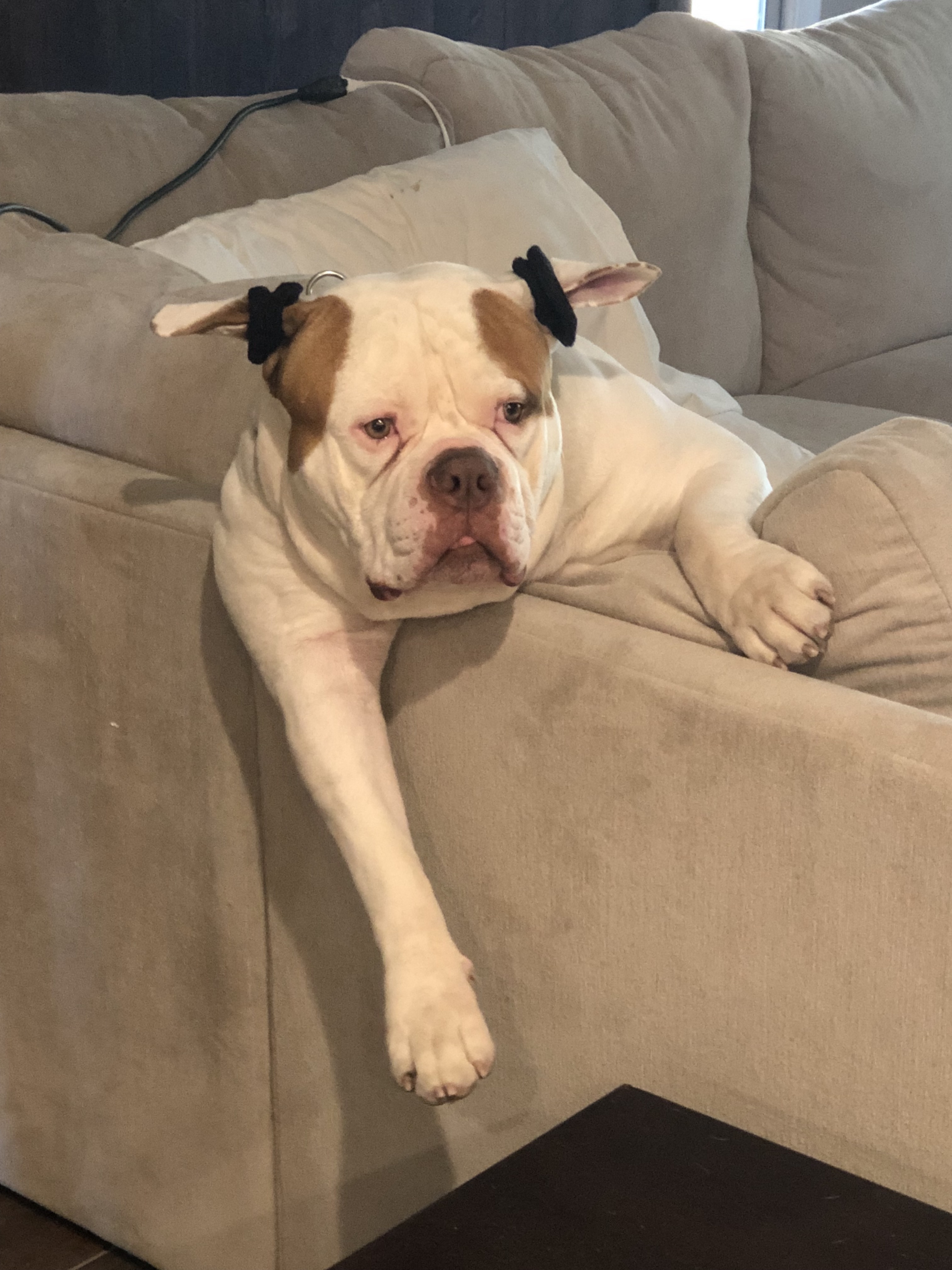 Hair Salon Services in Queen Creek AZ Bombesque