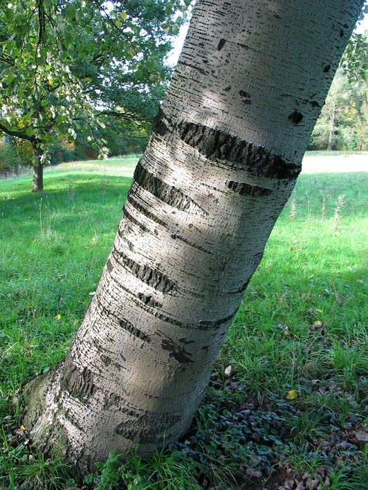 Populus Poplar cottonwood Dutch treeguide at www.bomengids.nl, European