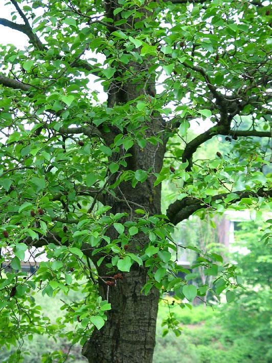 tree free wallpaper Common Alder Tree