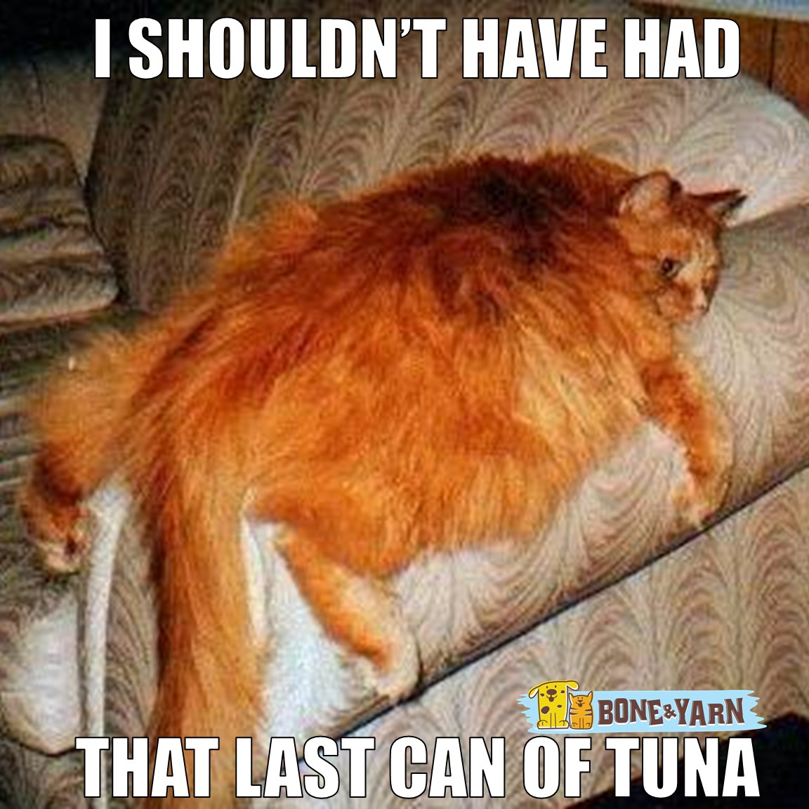 How Much Should I Feed My Cat? Proper Feline Feeding Amounts