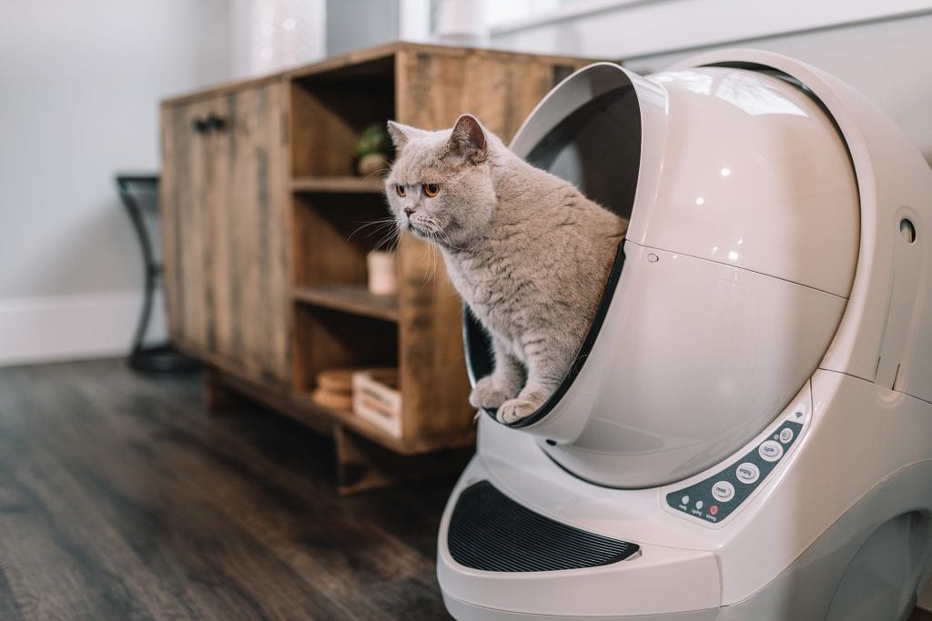Automatic Litter Boxes Taking the Time Out of the Chore