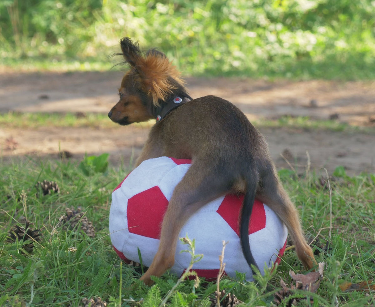 Why Does My Dog Hump His Favorite Toy