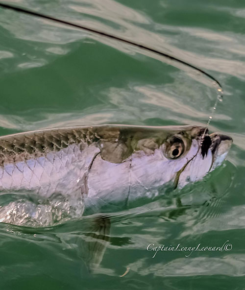 Key West Tarpon Fishing