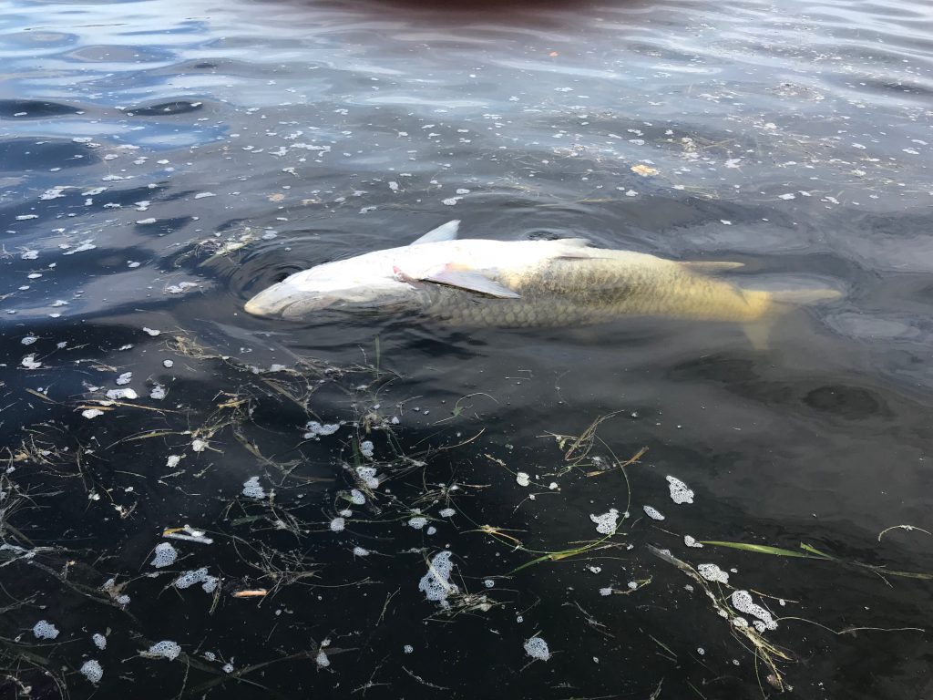 Red Tide is Causing Unprecedented Fish Kills in Southwest Florida