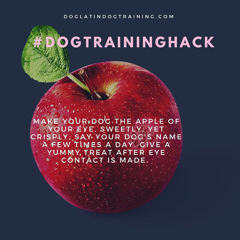 Dog Training Rockville, Potomac, Bethesda, MD