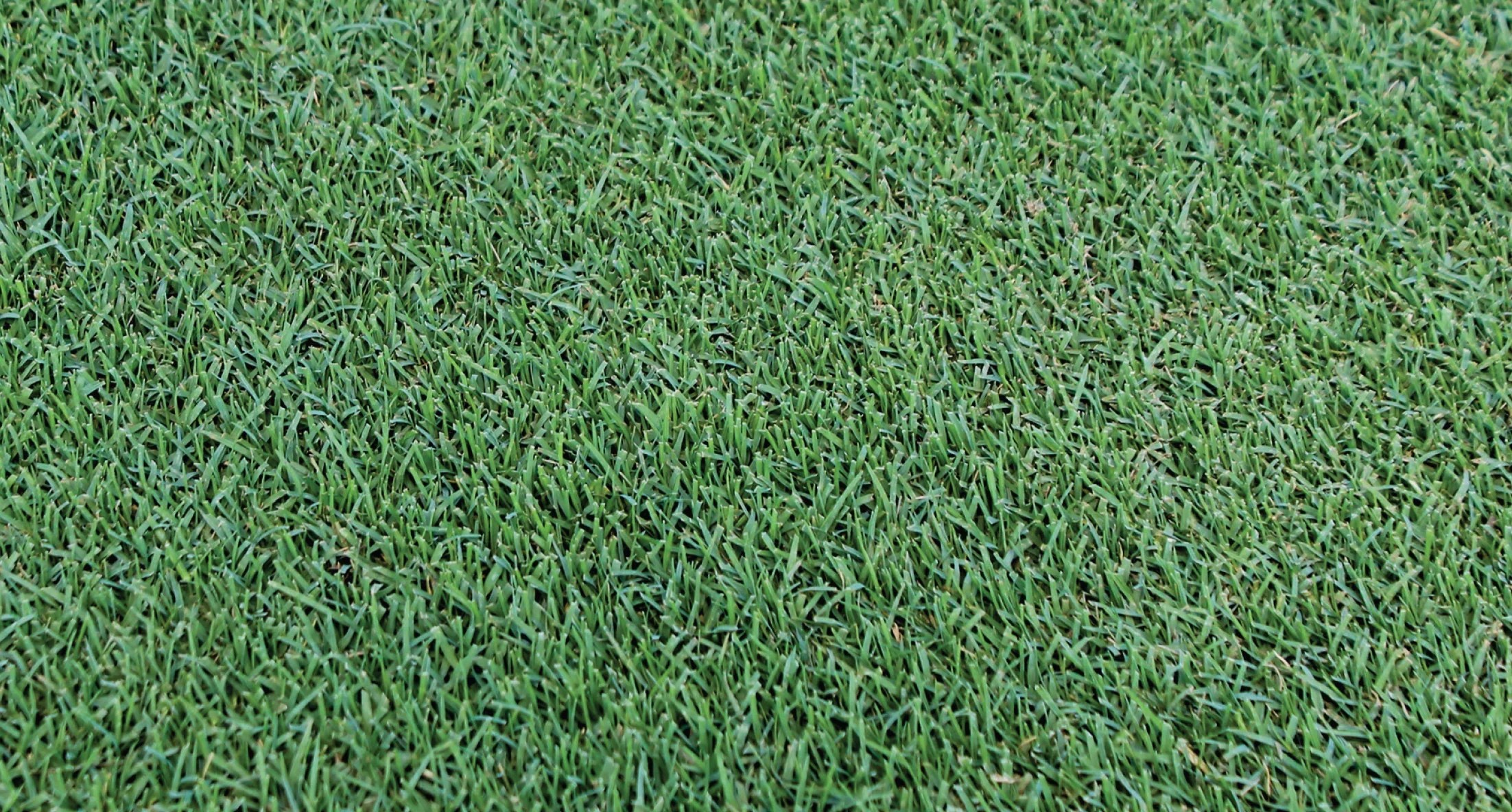 Bermuda Sod Bonilla Nurseries