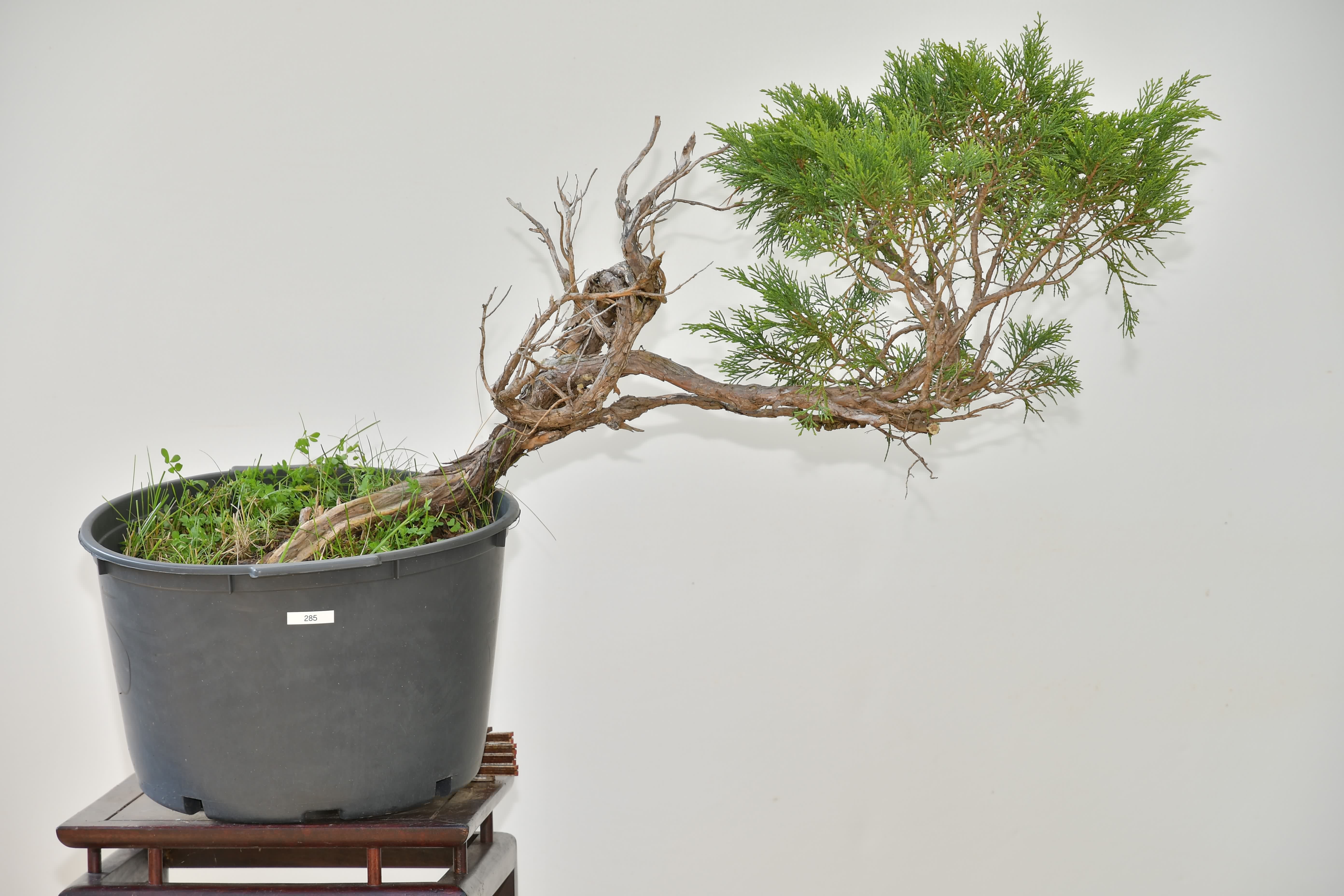 Juniperus Sabina Bonsai Stube Roth
