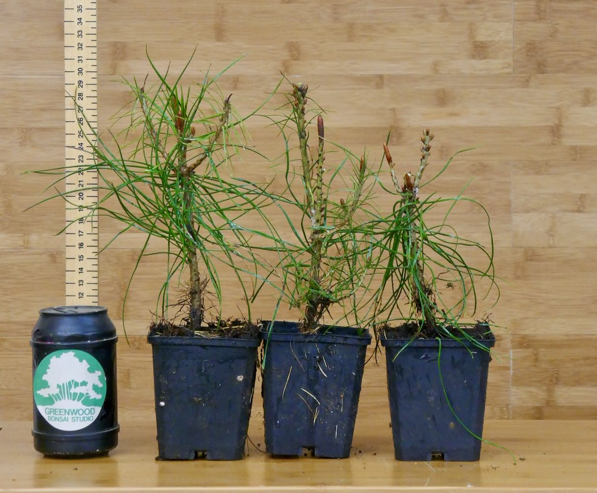 Scots Pine Seedling Greenwood Bonsai Studio