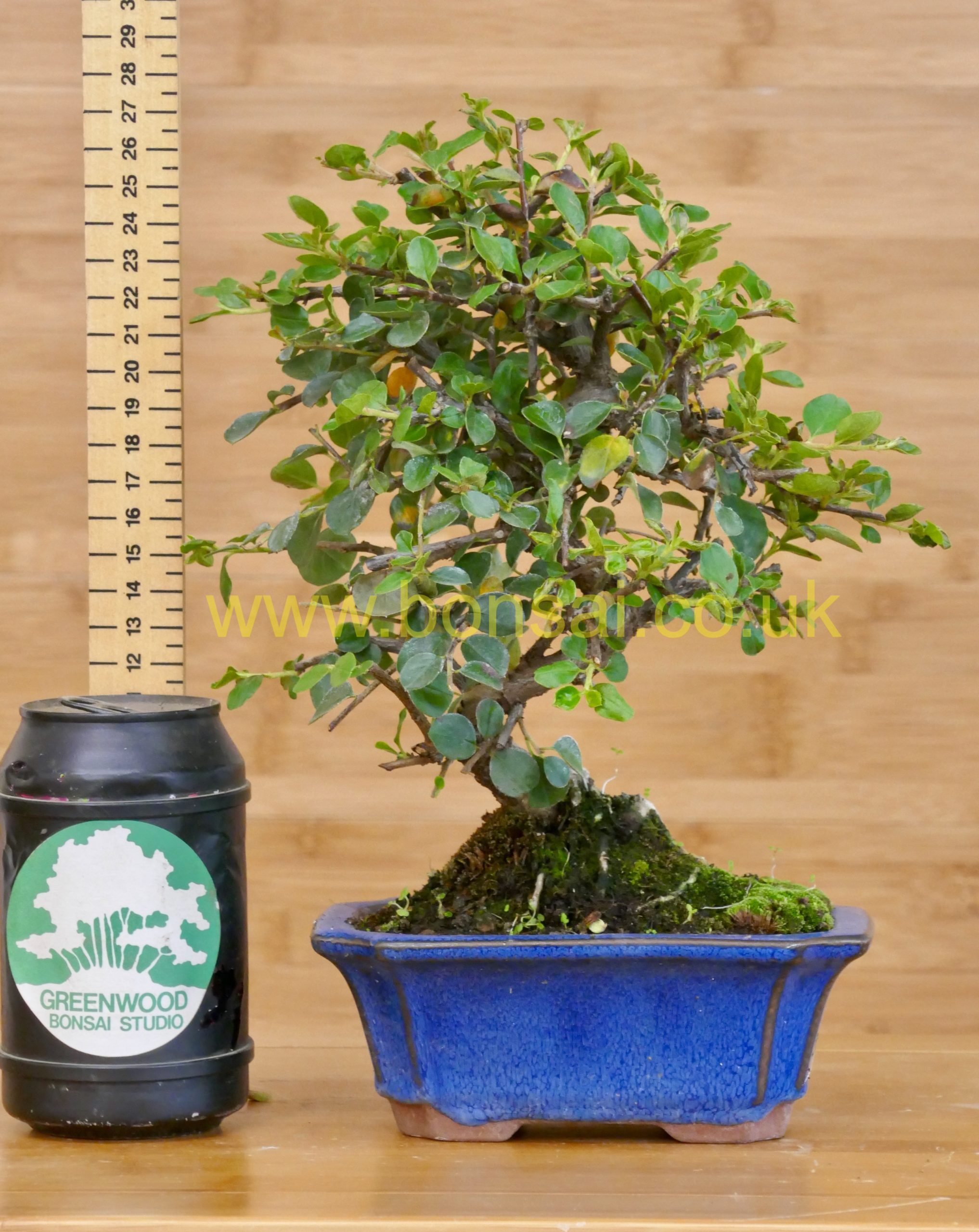 Cotoneaster Bonsai Greenwood Bonsai Studio