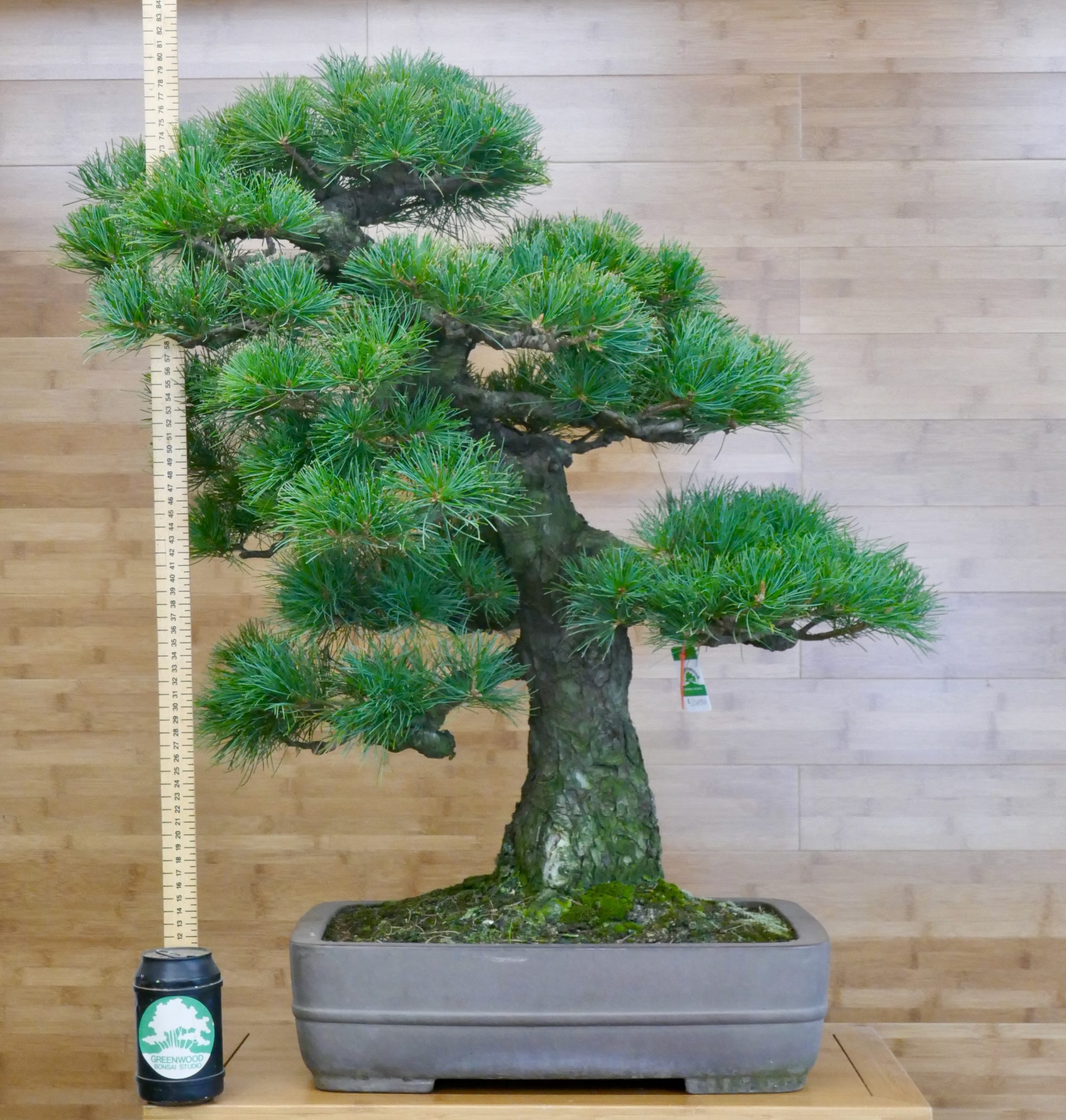 Japanese White Pine Bonsai Buy Online Greenwood Bonsai Studio