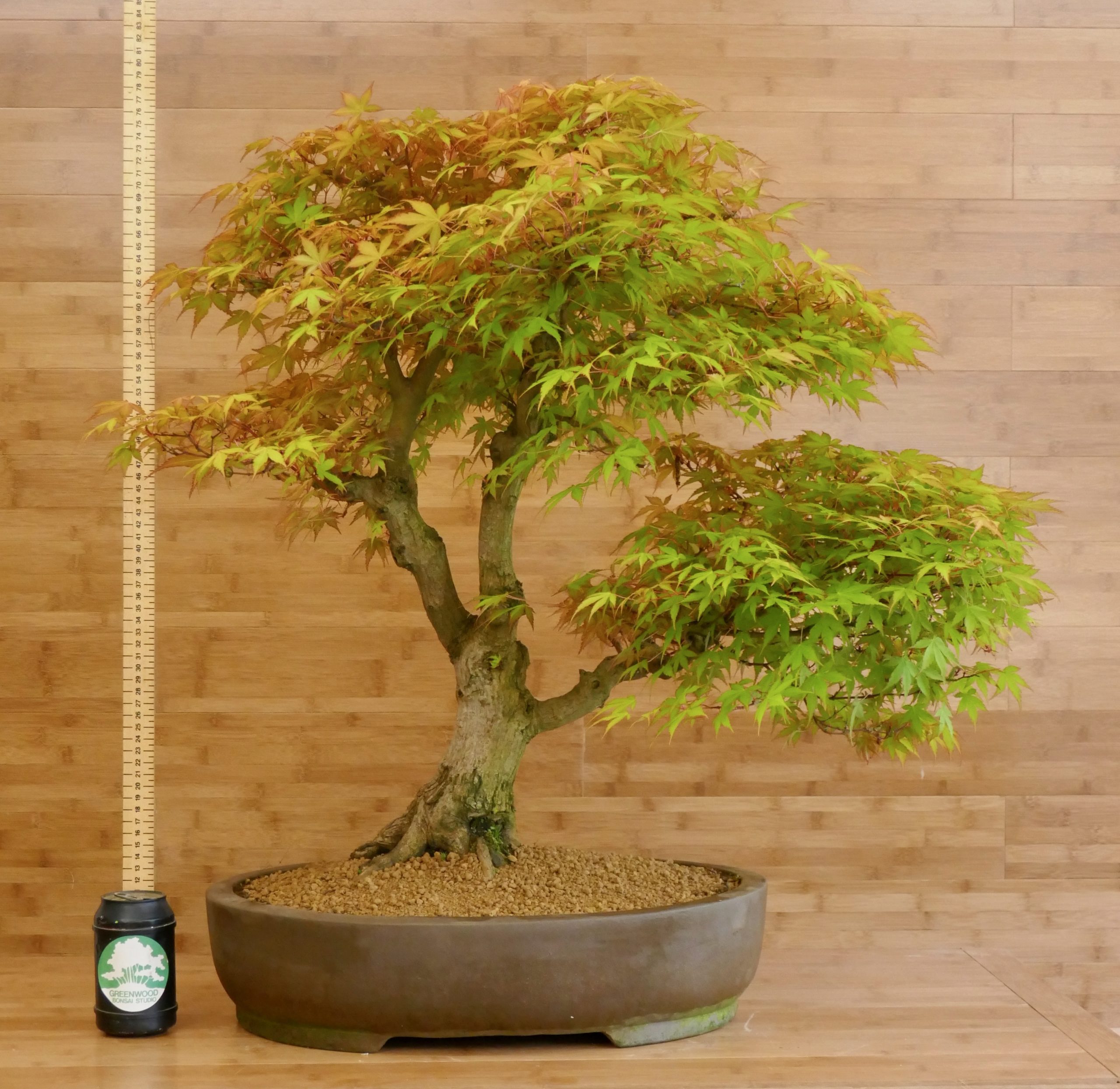 Katsura Japanese Maple Bonsai Greenwood Bonsai Studio