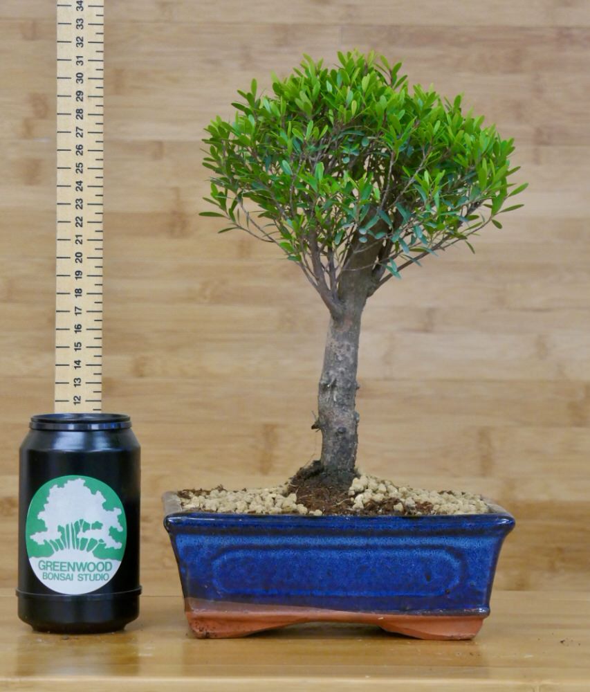 Brush Cherry Bonsai (Syzygium) Indoor Bonsai Tree in Glazed Pot