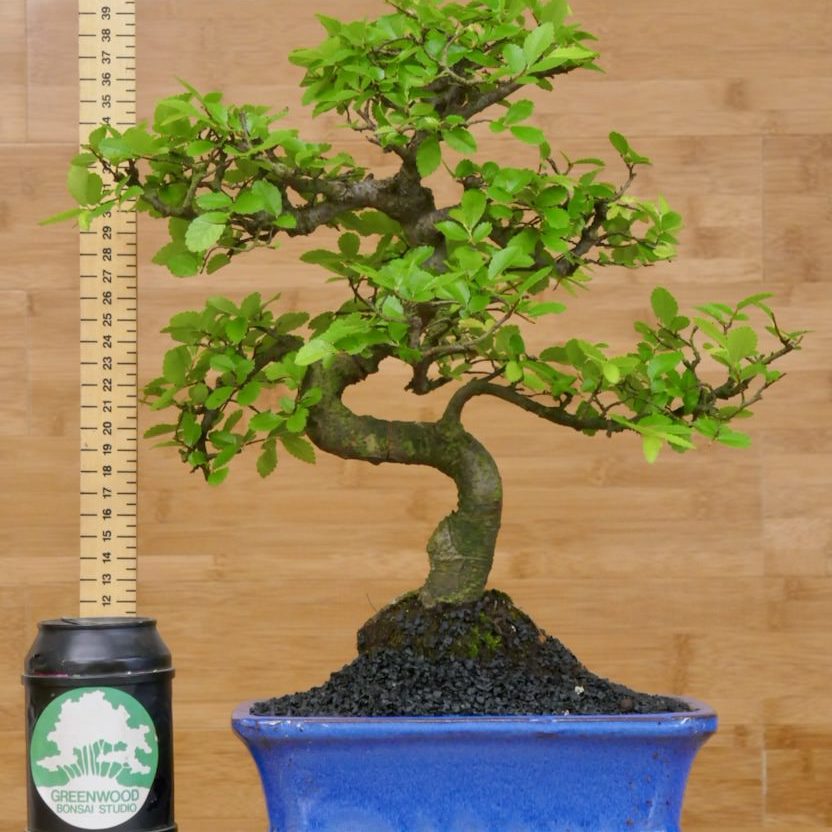 Chinese Elm Bonsai Trees Ulmus Parvifolia Greenwood Bonsai Studio