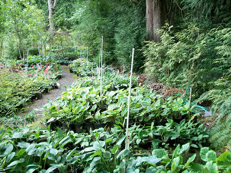 Peninsula Flowers Nursery and Bonsaibc.ca opening page , a southern