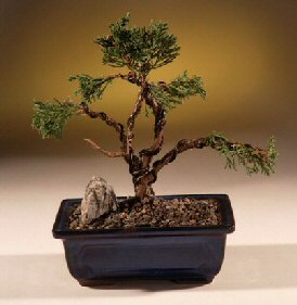 Shimpaku Juniper Bonsai Tree Trained Juniper Chinensis