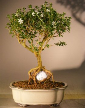 Flowering Mount Fuji Serissa With Golf Ball Serissa Foetida Bonsai Trees Tools