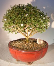 Flowering Mount Fuji Serissa Bonsai Tree Extra Large Serissa Foetida