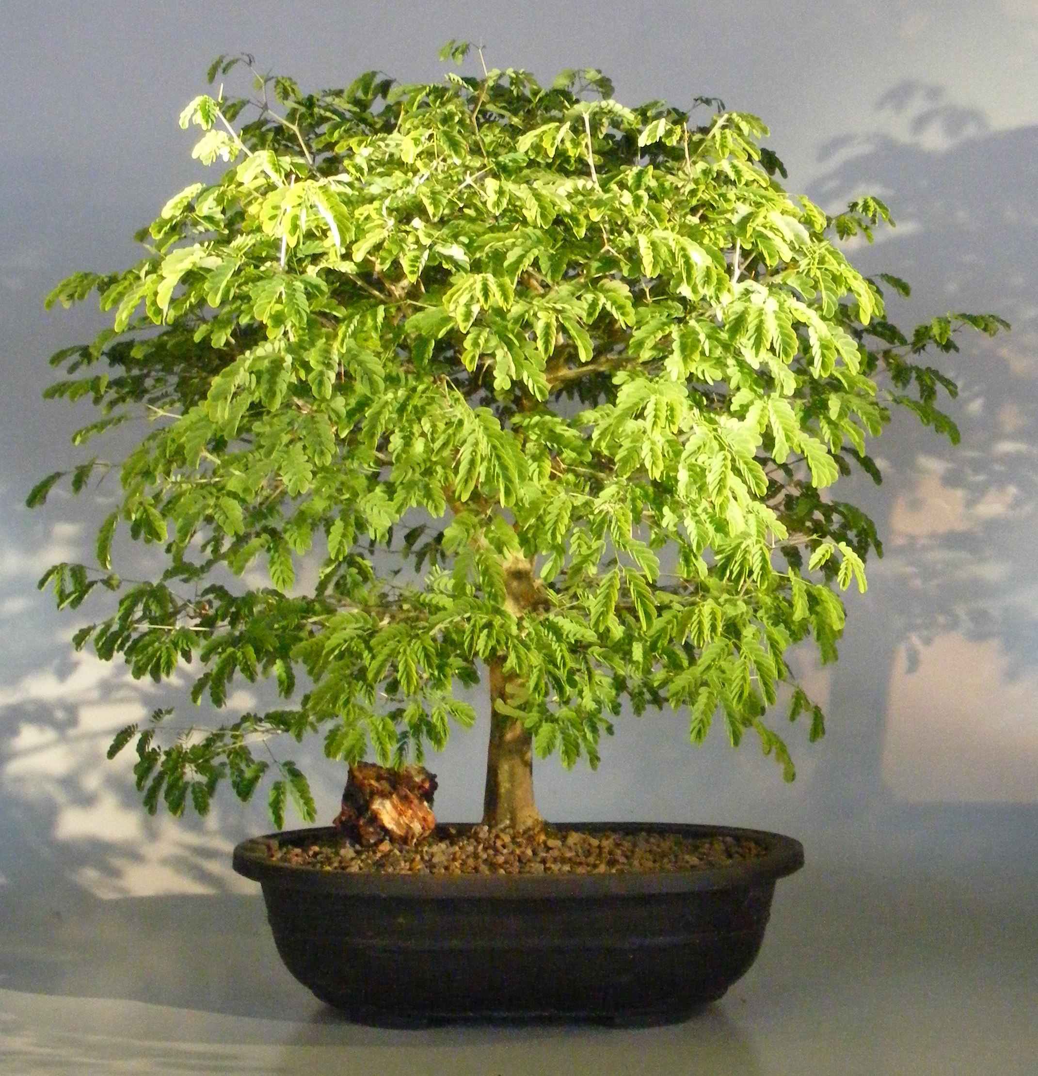 Flowering Brazilian Raintree Bonsai Tree(pithecellobium tortum)