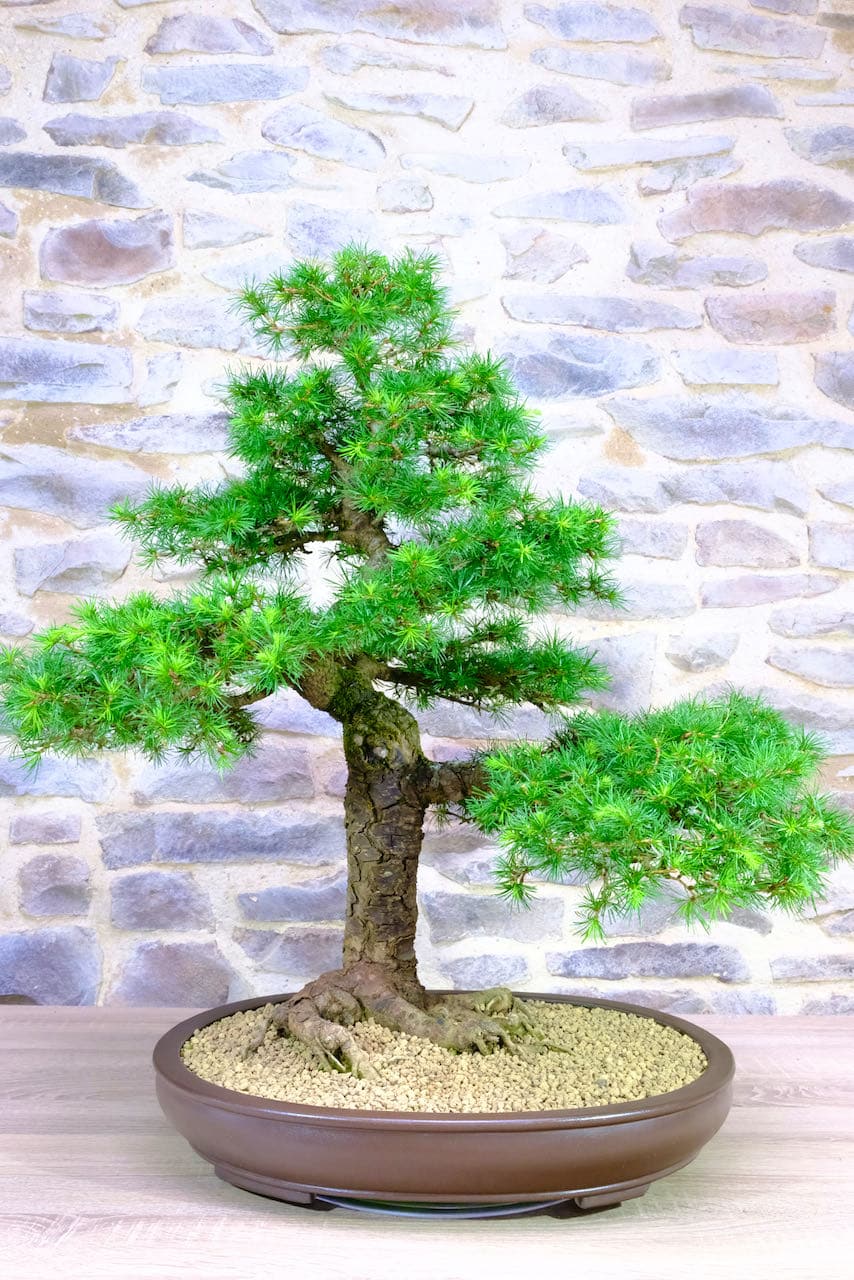 Powerful Mature European Larch Outdoor Bonsai Tree for sale in the UK