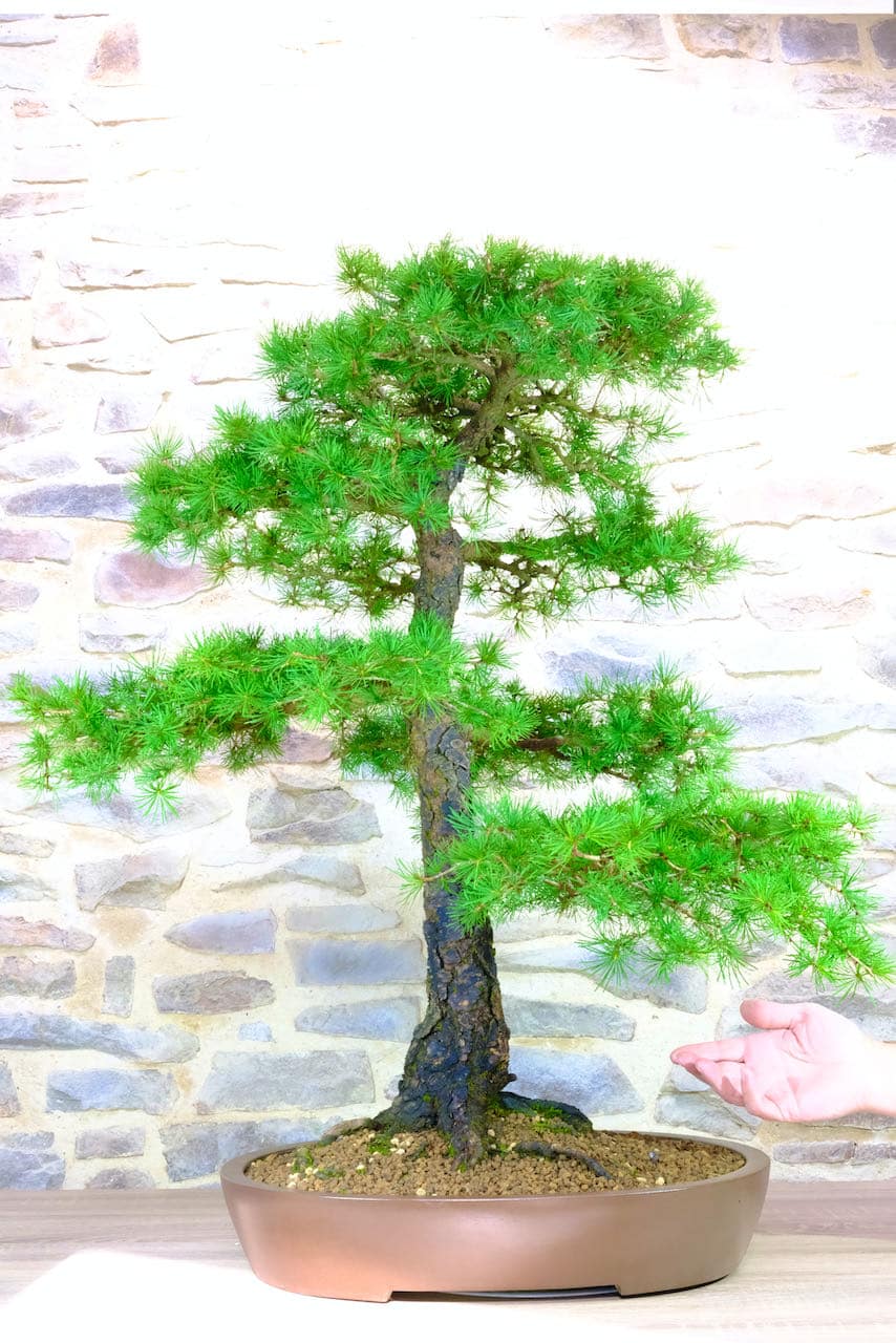 Huge Specimen European Larch Bonsai for sale in the UK. Free delivery