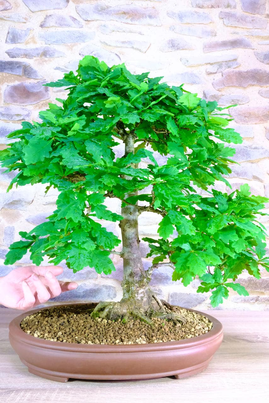 Oak Bonsai Tree