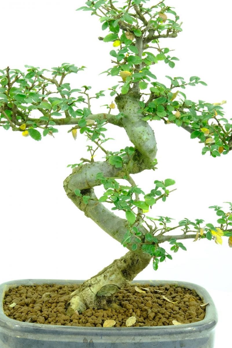 Leaf Drop on My Bonsai Help! Bonsai Trees for Sale UK