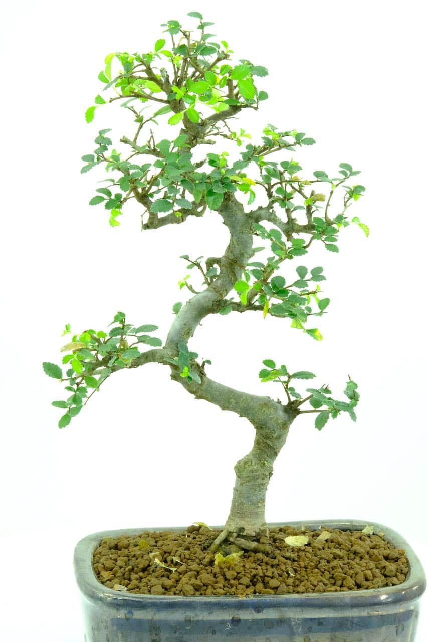 Bonsai Leaves / Leaf articles Archives Bonsai Trees for Sale UK