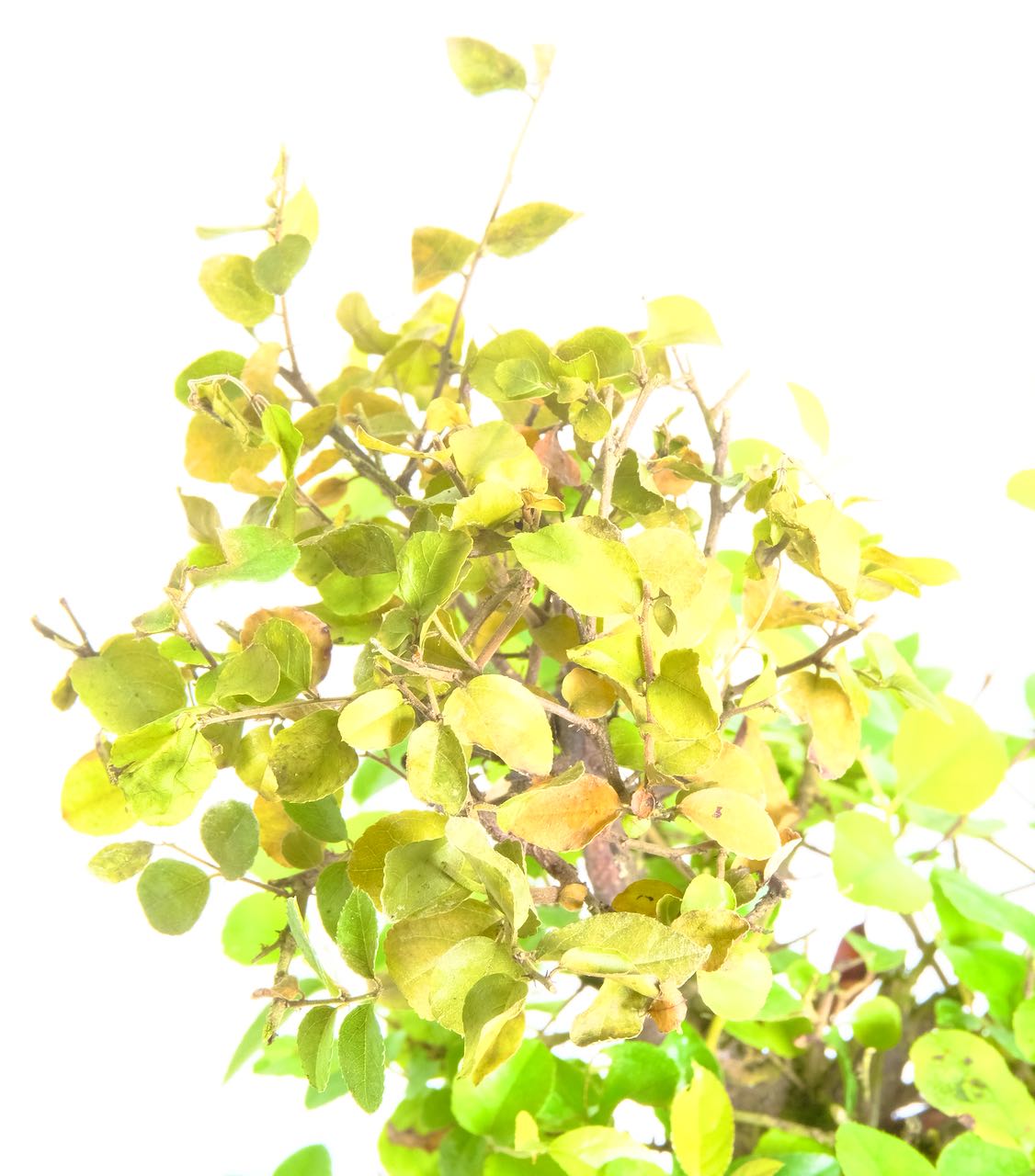 Why Is My Bonsai Dropping Leaves? Bonsai Trees for Sale UK