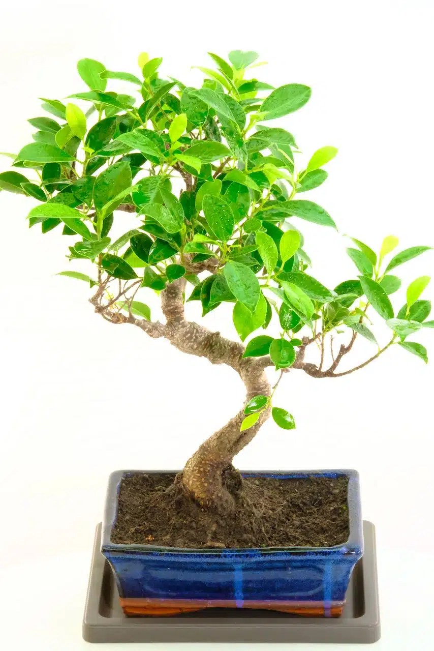 An outstanding Ficus indoor bonsai larger size 12 years