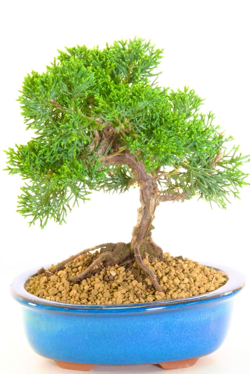 Stunning Chinese Juniper Bonsai with Exposed Roots in a teal Pot UK