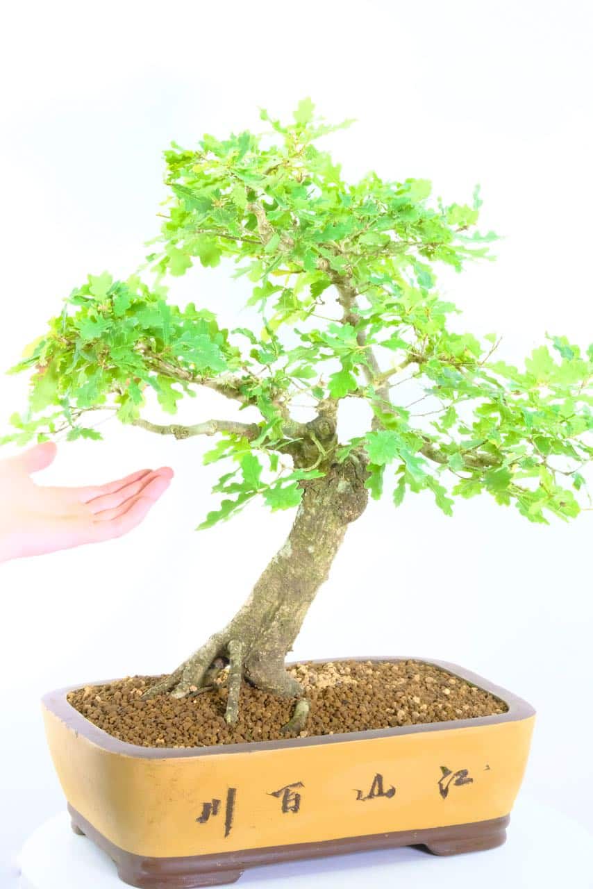 Magnificent English Oak Outdoor Bonsai with Phenomenal Proportions