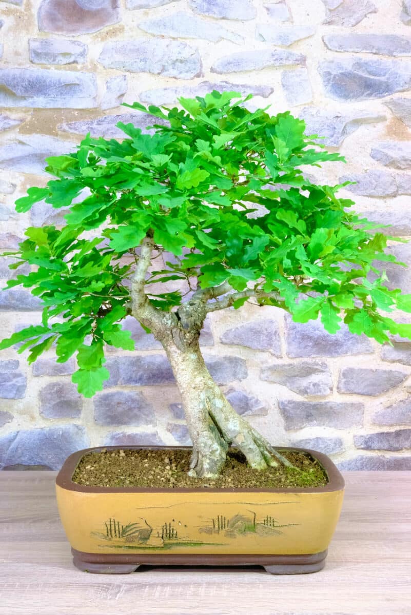English Oak Bonsai Magnificent with Phenomenal Proportions