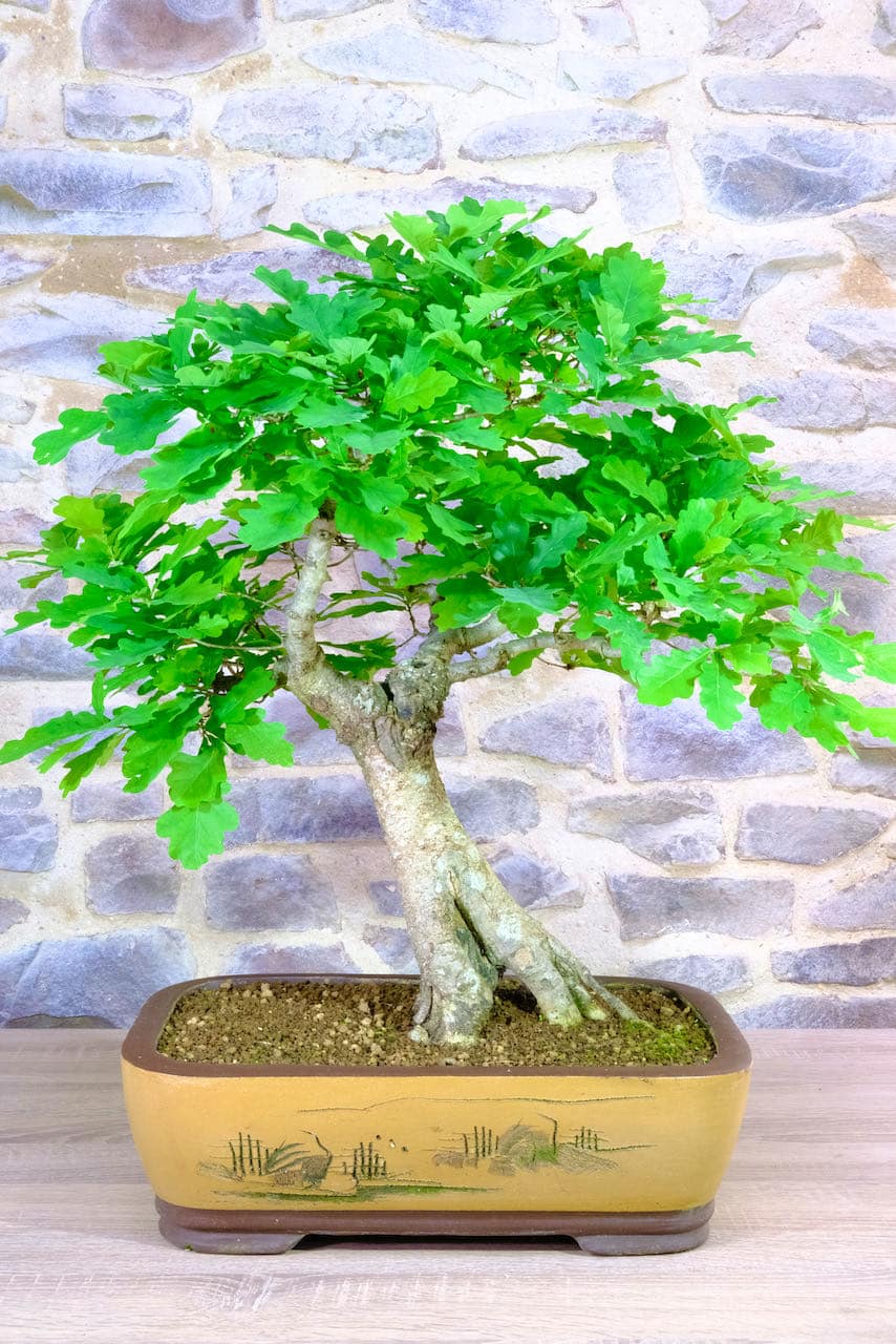 Magnificent English Oak Outdoor Bonsai with Phenomenal Proportions