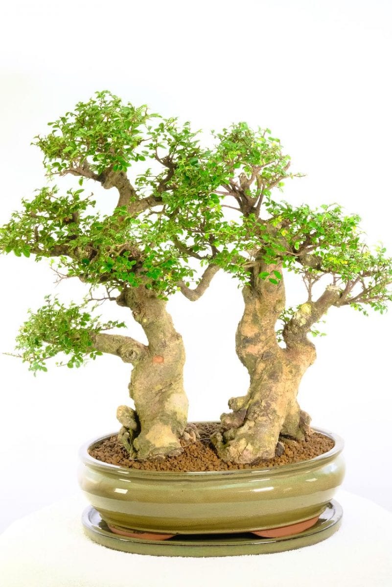 15+ What Is The Best Indoor Bonsai Tree For Beginners Image Hobby plan