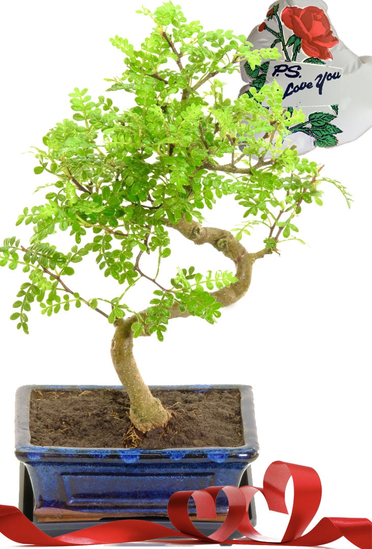 Zesty Pepper Bonsai Tree Valentine's Delivery!