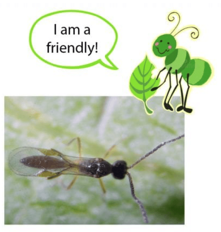 My Bonsai Has Bugs Bonsai Trees for Sale UK