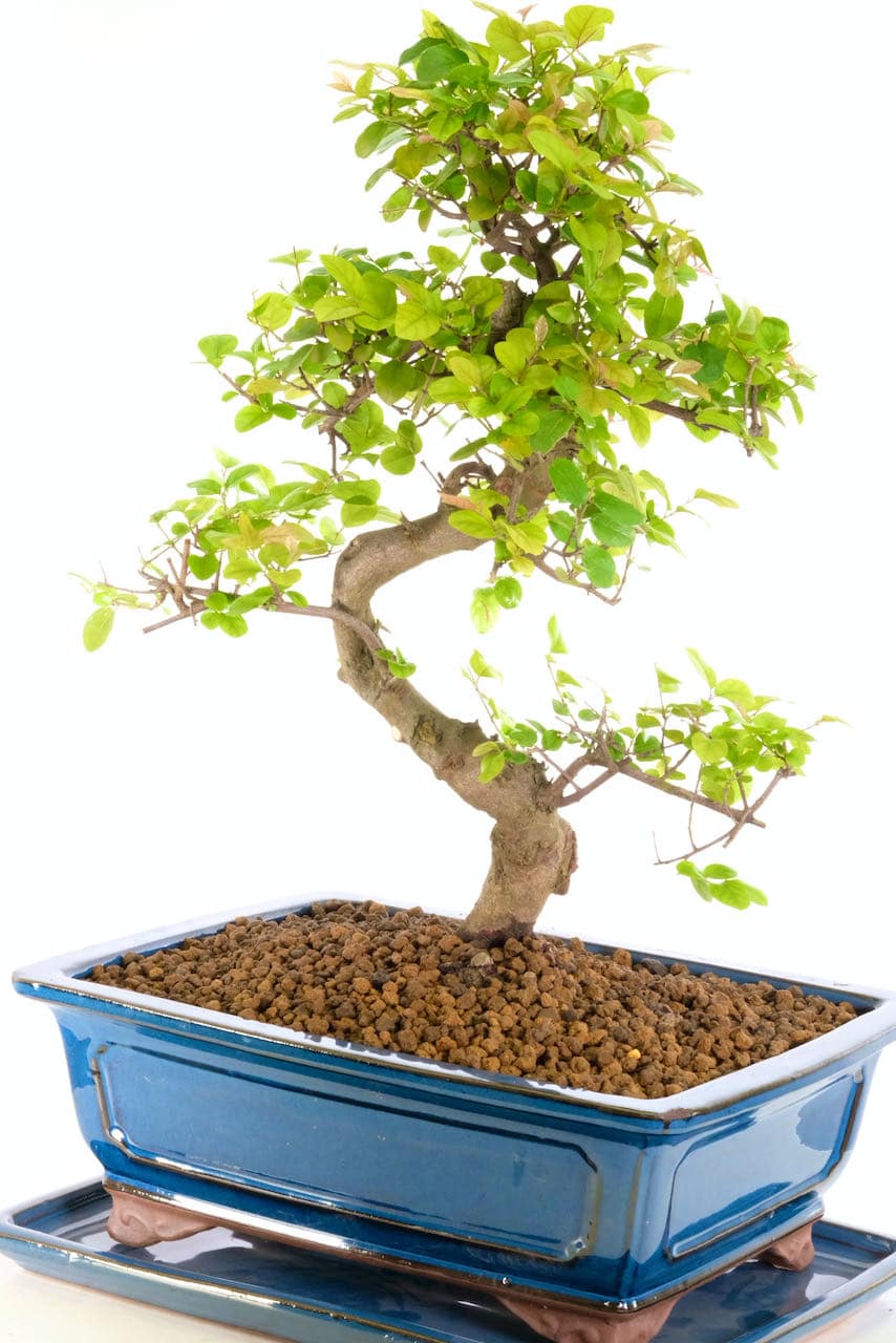 Phenomenal Fruiting Sweet Plum Bonsai with Amazing SShaped Trunk