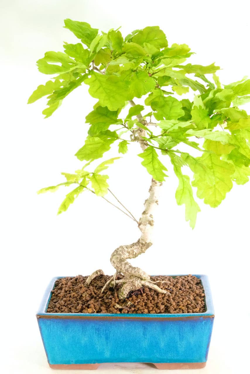 oak tree outdoor bonsai tree for sale to the UK