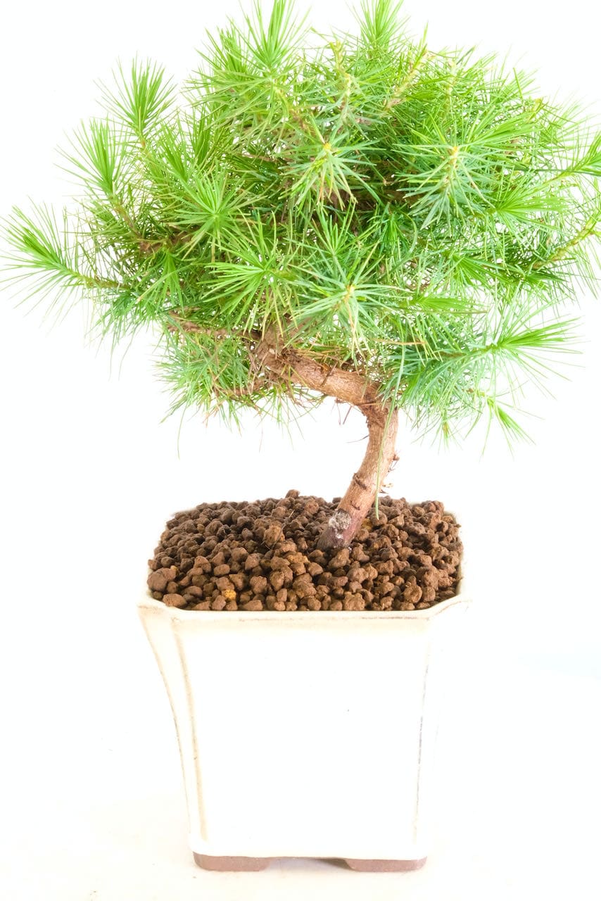 Our Range of Outdoor Bonsai Trees for Sale from Bonsai Direct