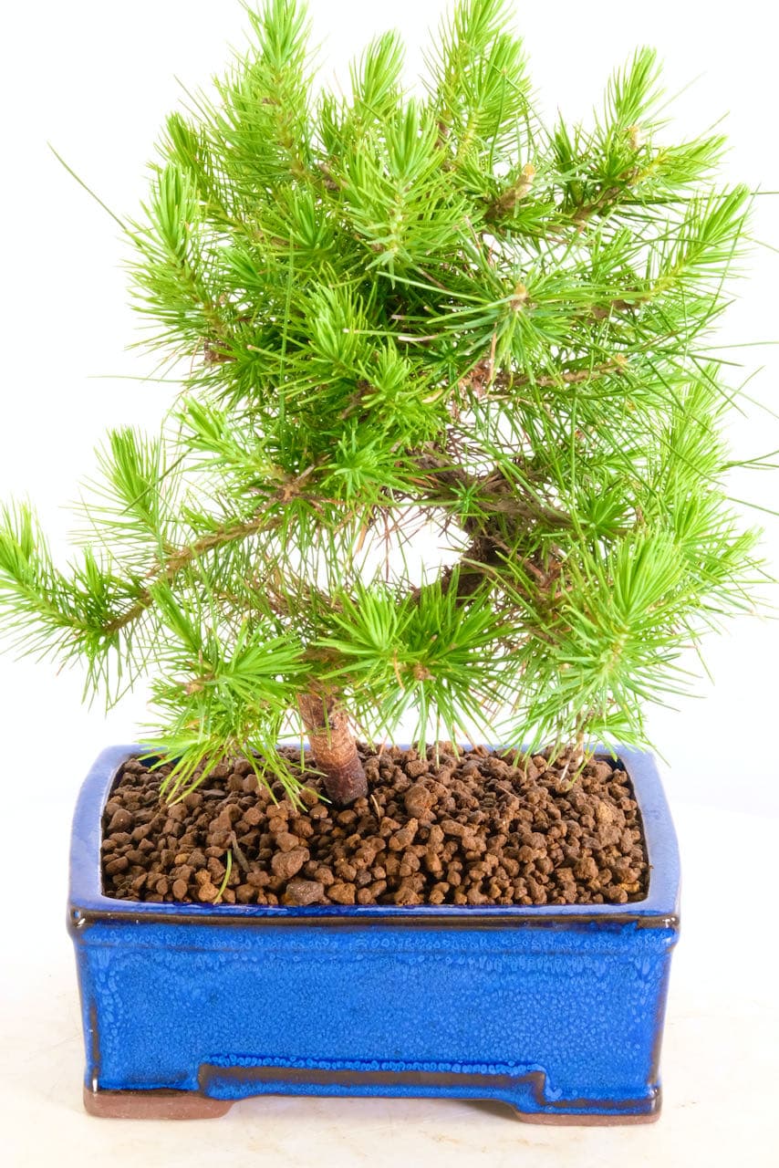 Powerful sshaped evergreen hardy pine bonsai tree in blue pot